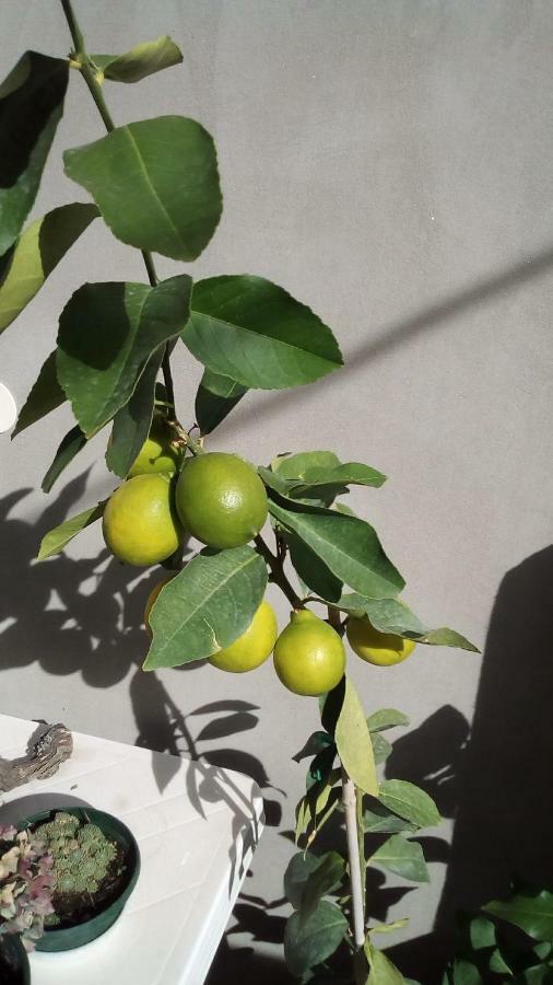Apartment Sibenik Mandalina Екстериор снимка